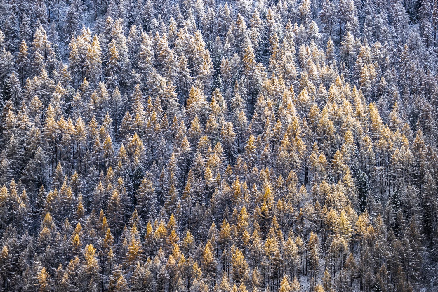 Solaise forest - Fall Colors - Larch Trees - Val d'Isère